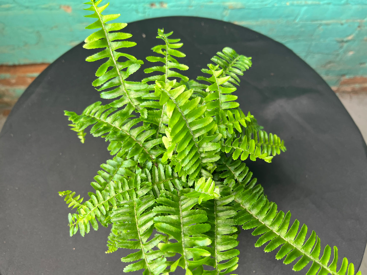 Boston Fern 4”