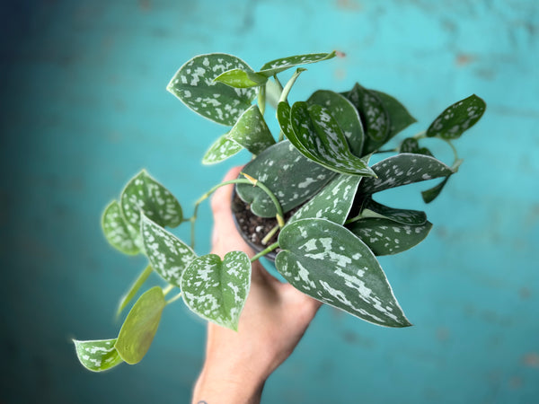 Scindapsus-Silvery Ann 4”