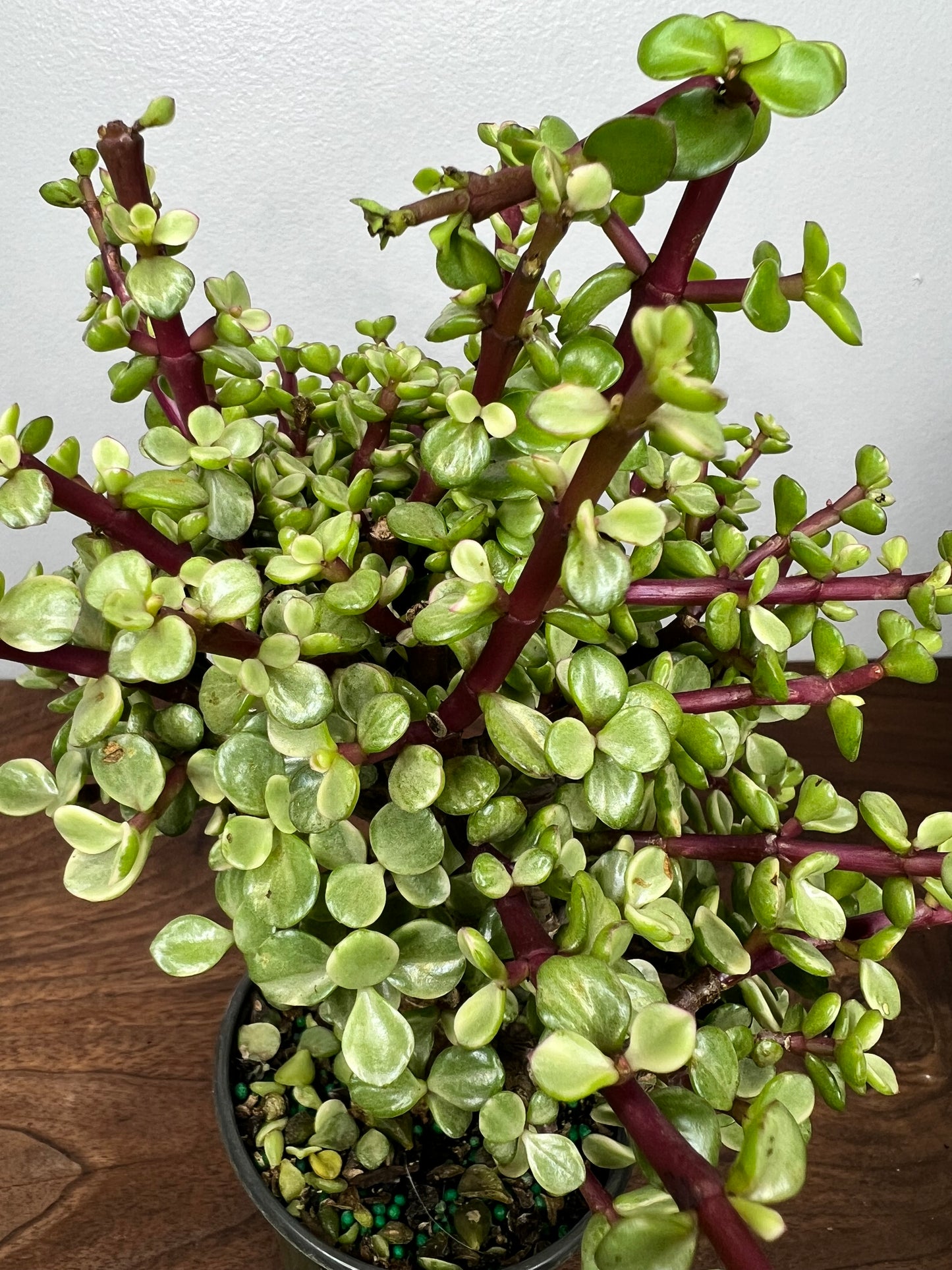 Jade Bonsai