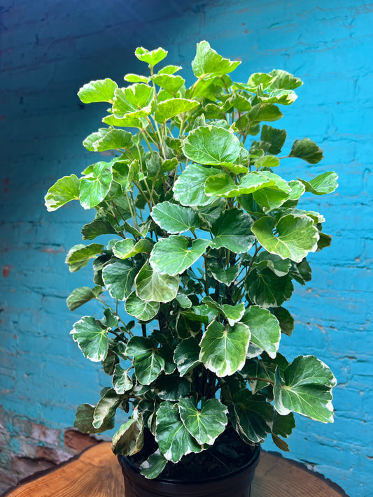 Balfour Aralia 6”