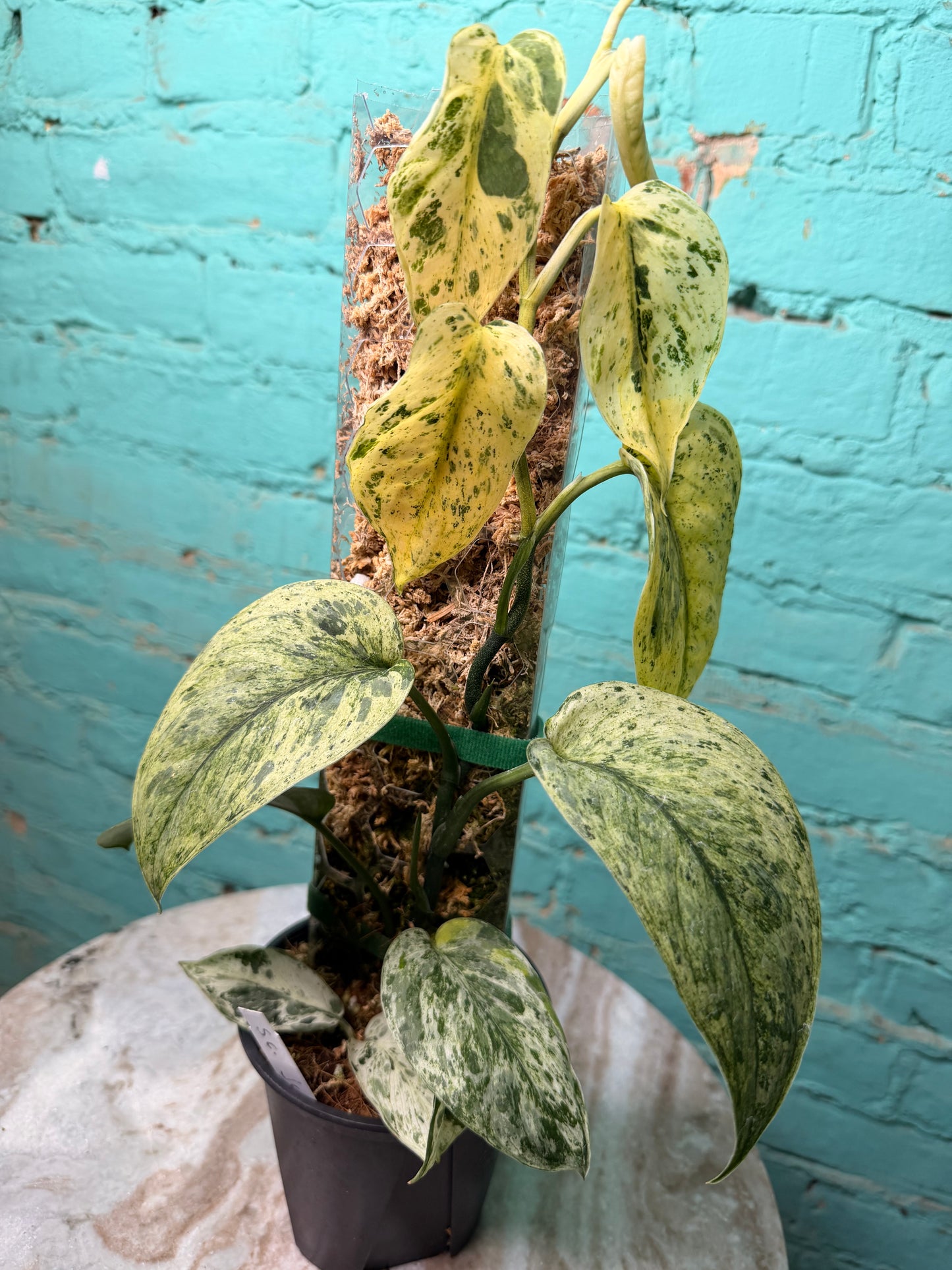 Scindapsus 'Jade Satin' aurea variegated -Moss Pole