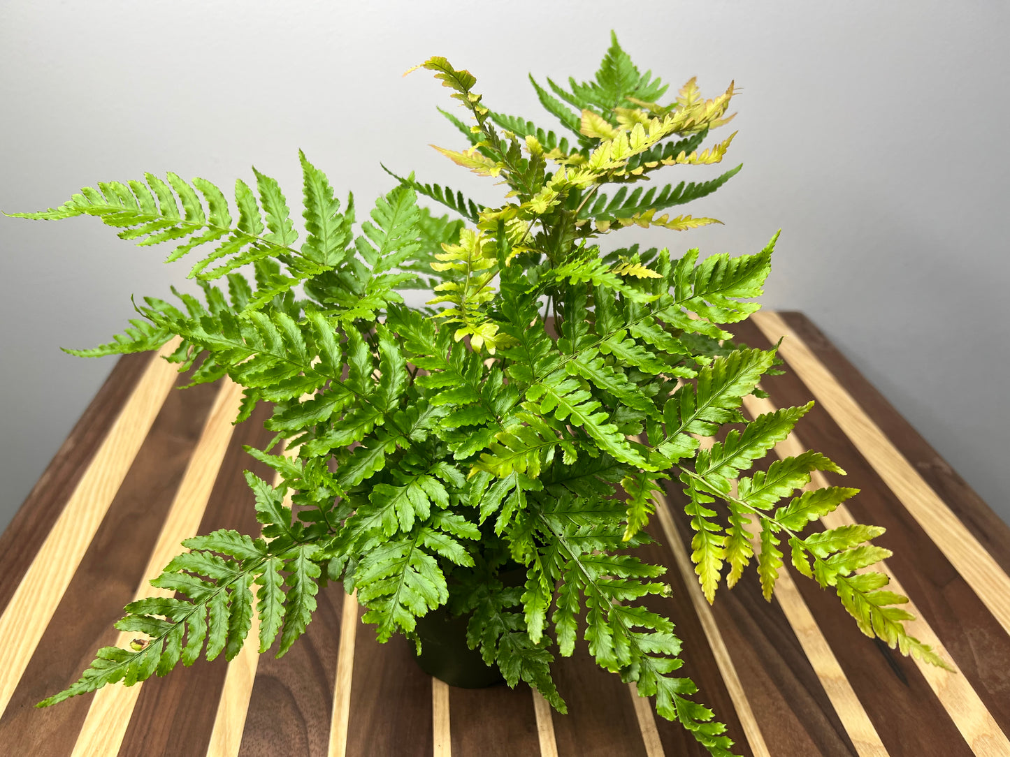 Autumn fern 4”