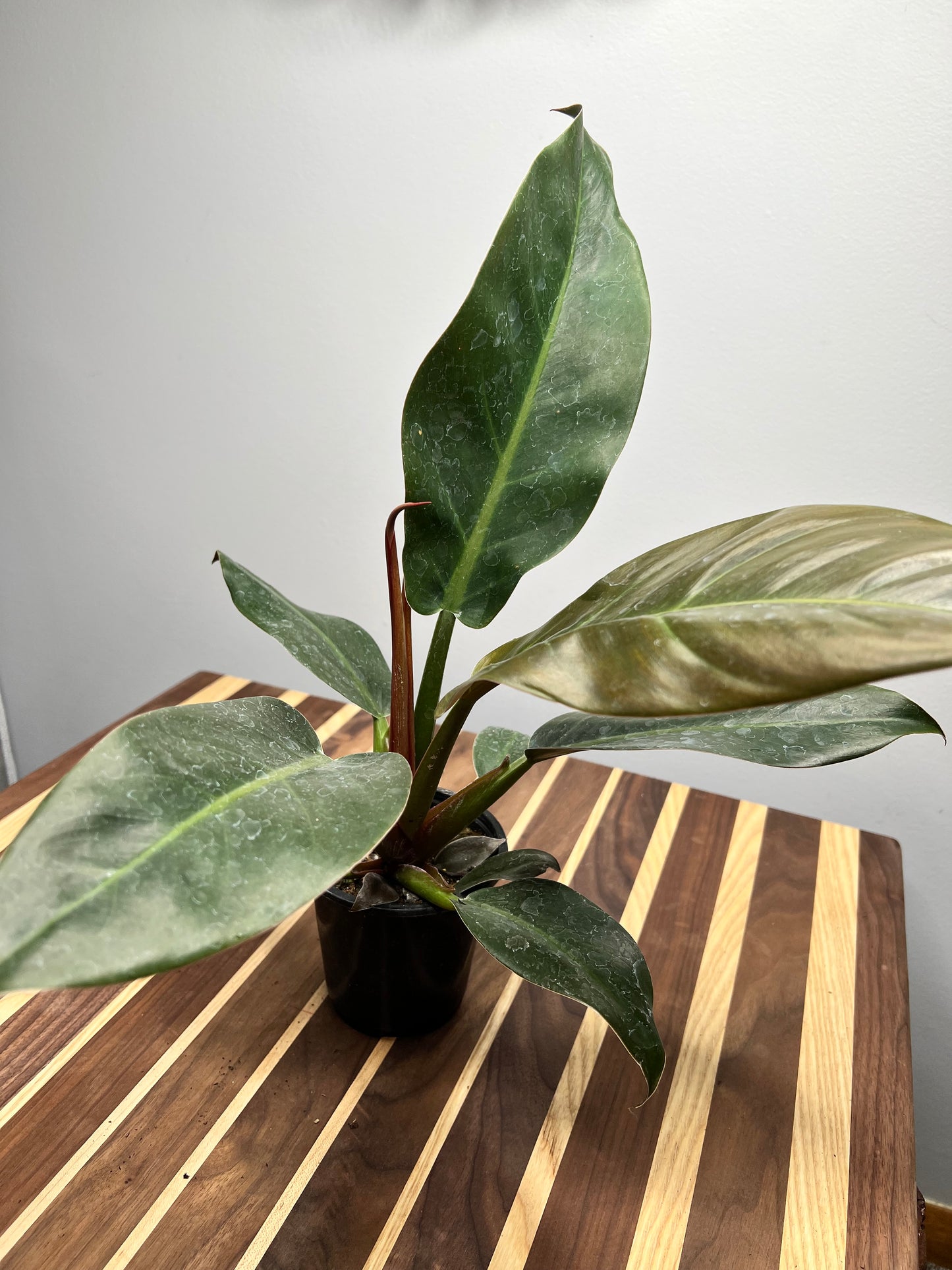 Philodendron Imperial Red  4”