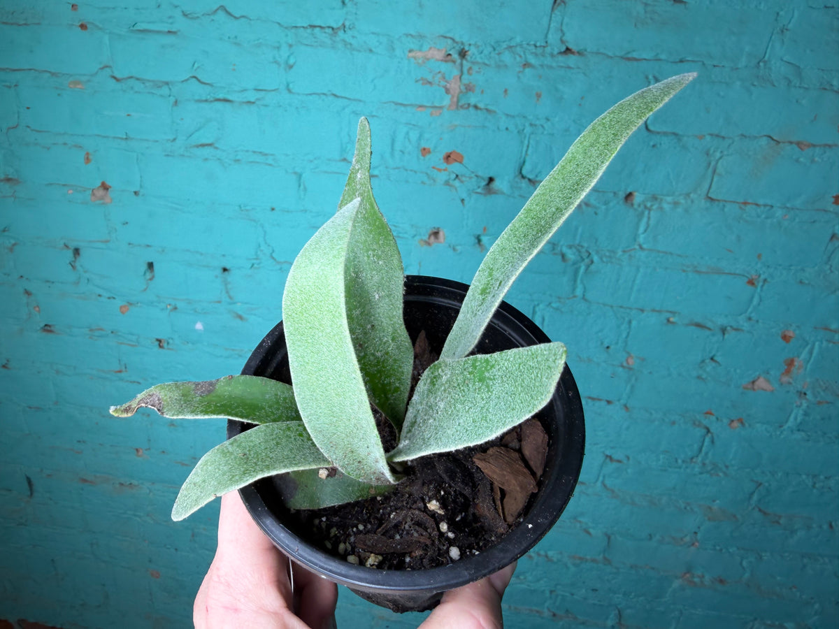 Platycerium Staghorn Silver 4”