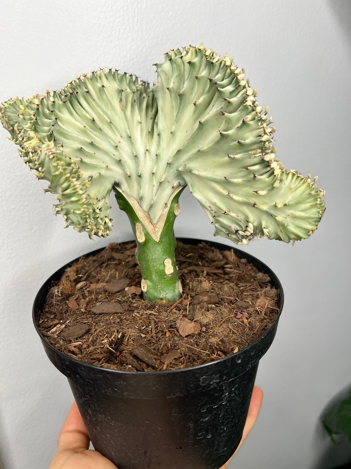 Mermaid Tail- Euphorbia Lactea