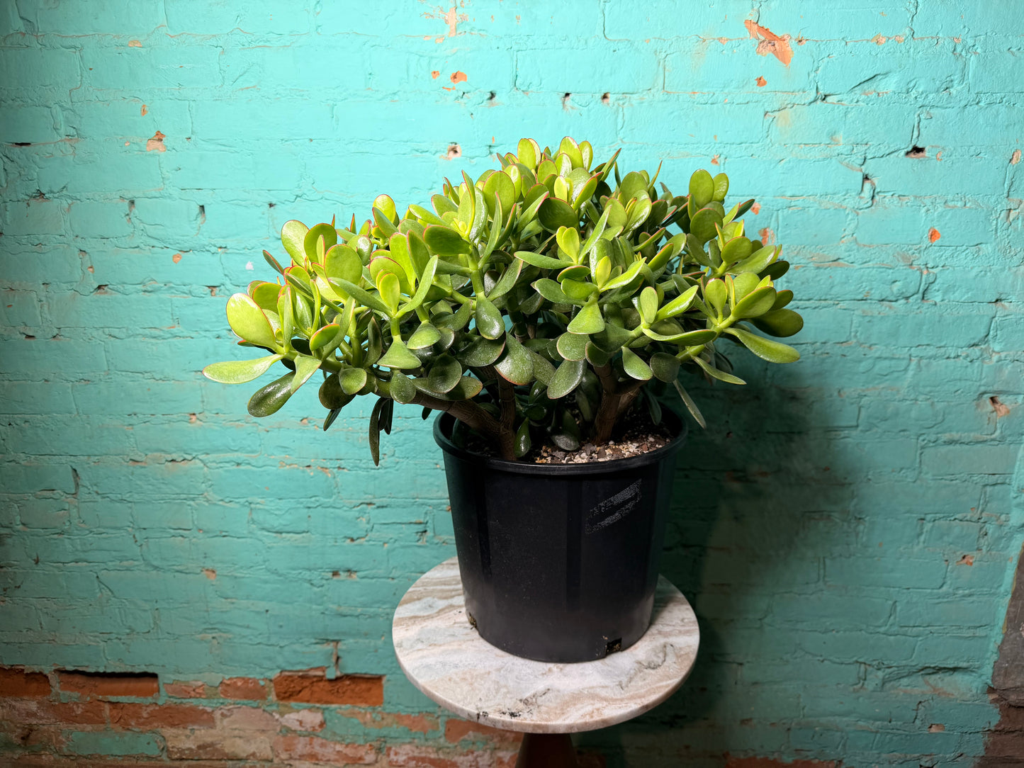 Jade  12”