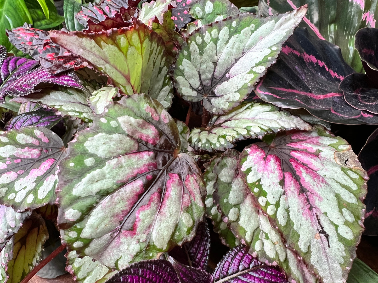 Begonia Painted Leaf