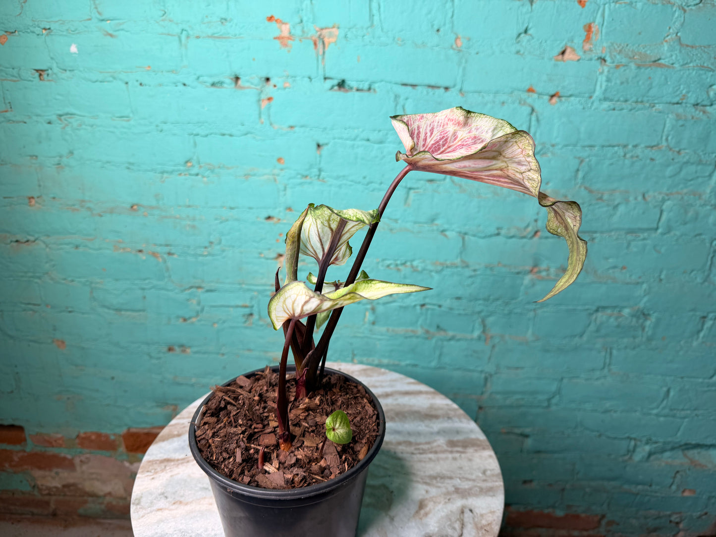Caladium 6” White Lighting