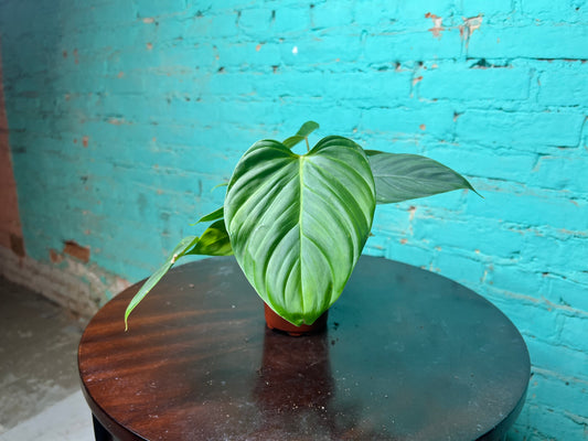 Philodendron Fuzzy Petiole 4”
