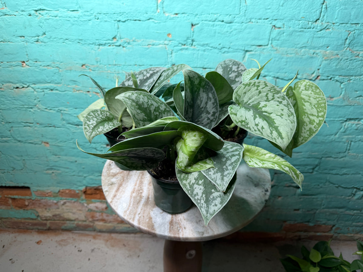 Scindapsus Pictus (Satin Pothos) 4”