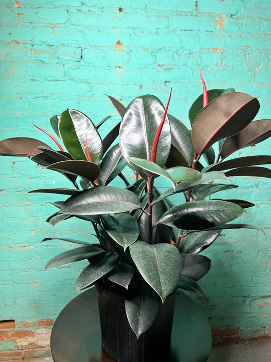Rubber Tree-Burgundy 10”