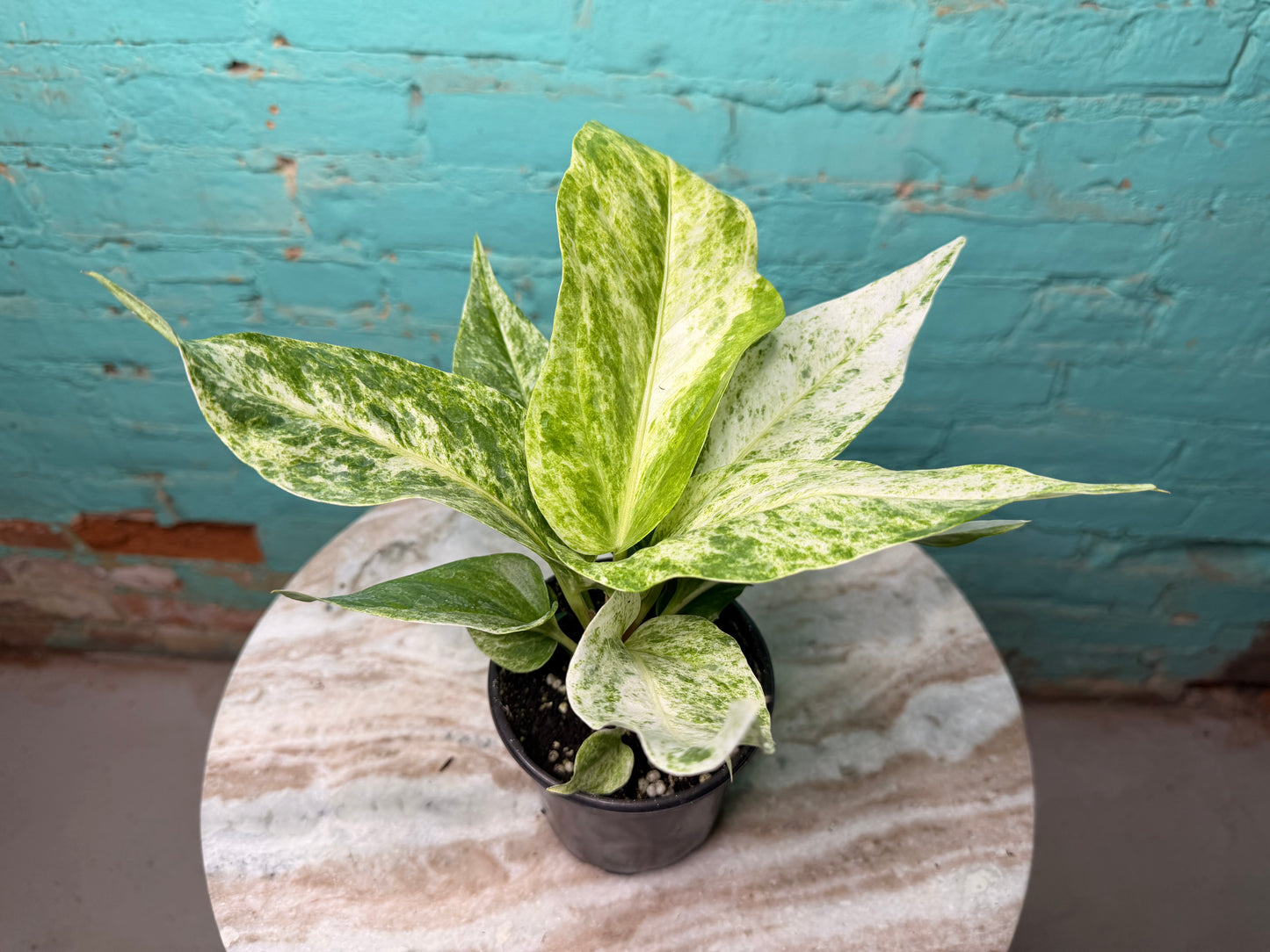 Anthurium Hookeri Variegated 4”