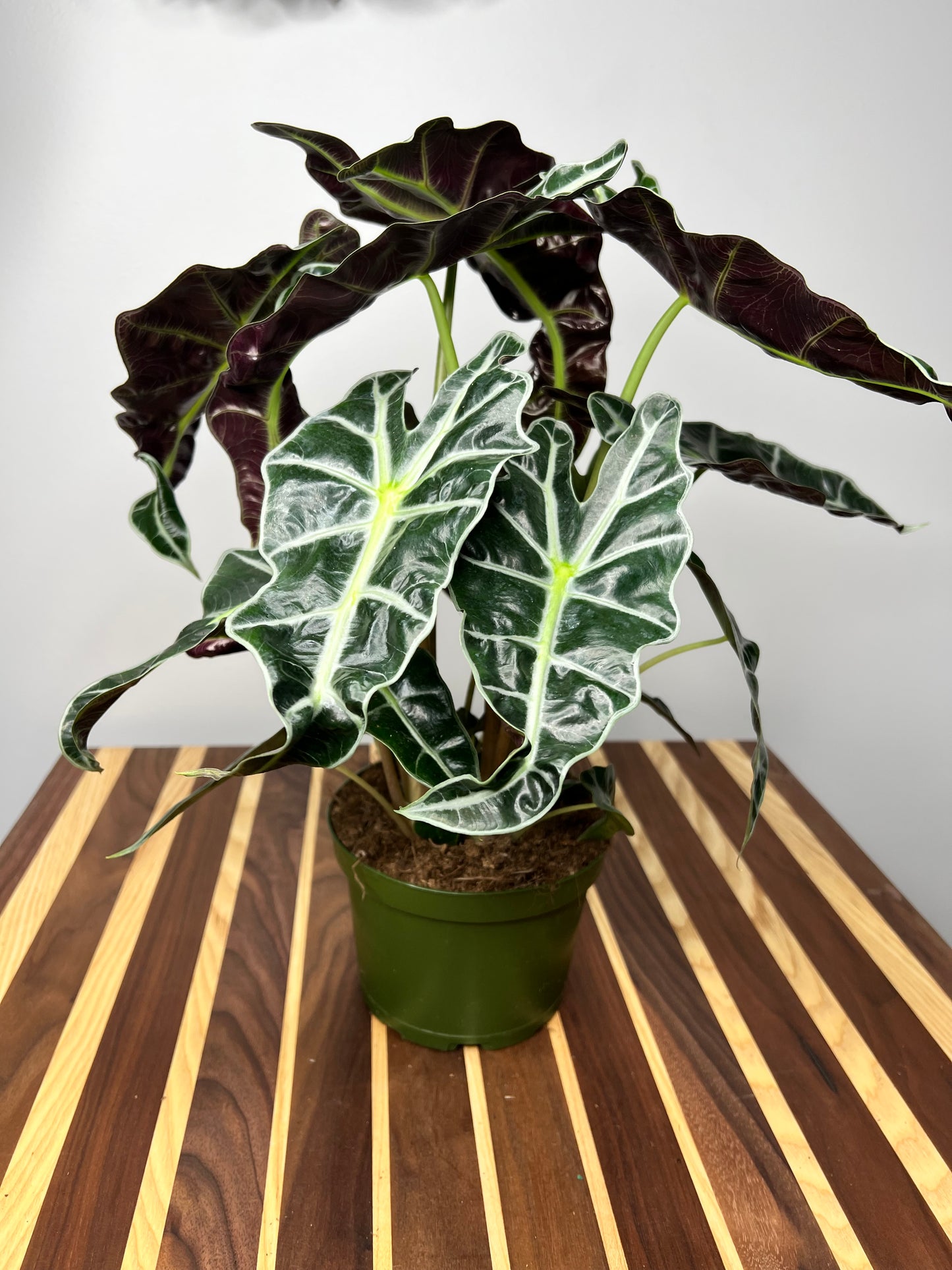 Alocasia Polly 6”