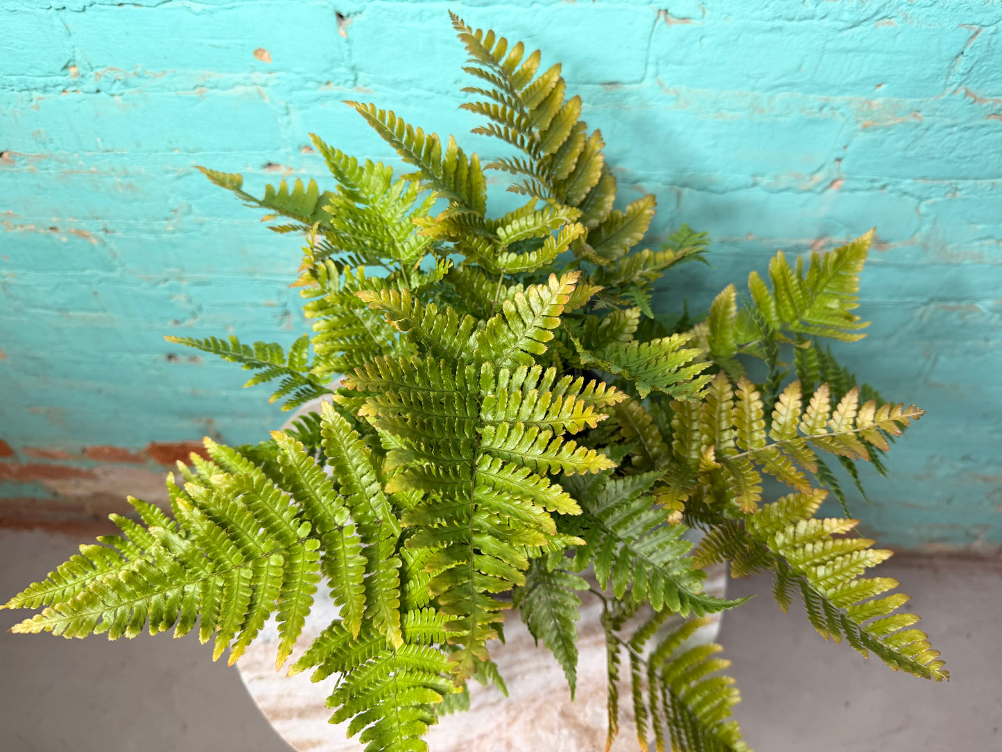 Autumn Fern 6”