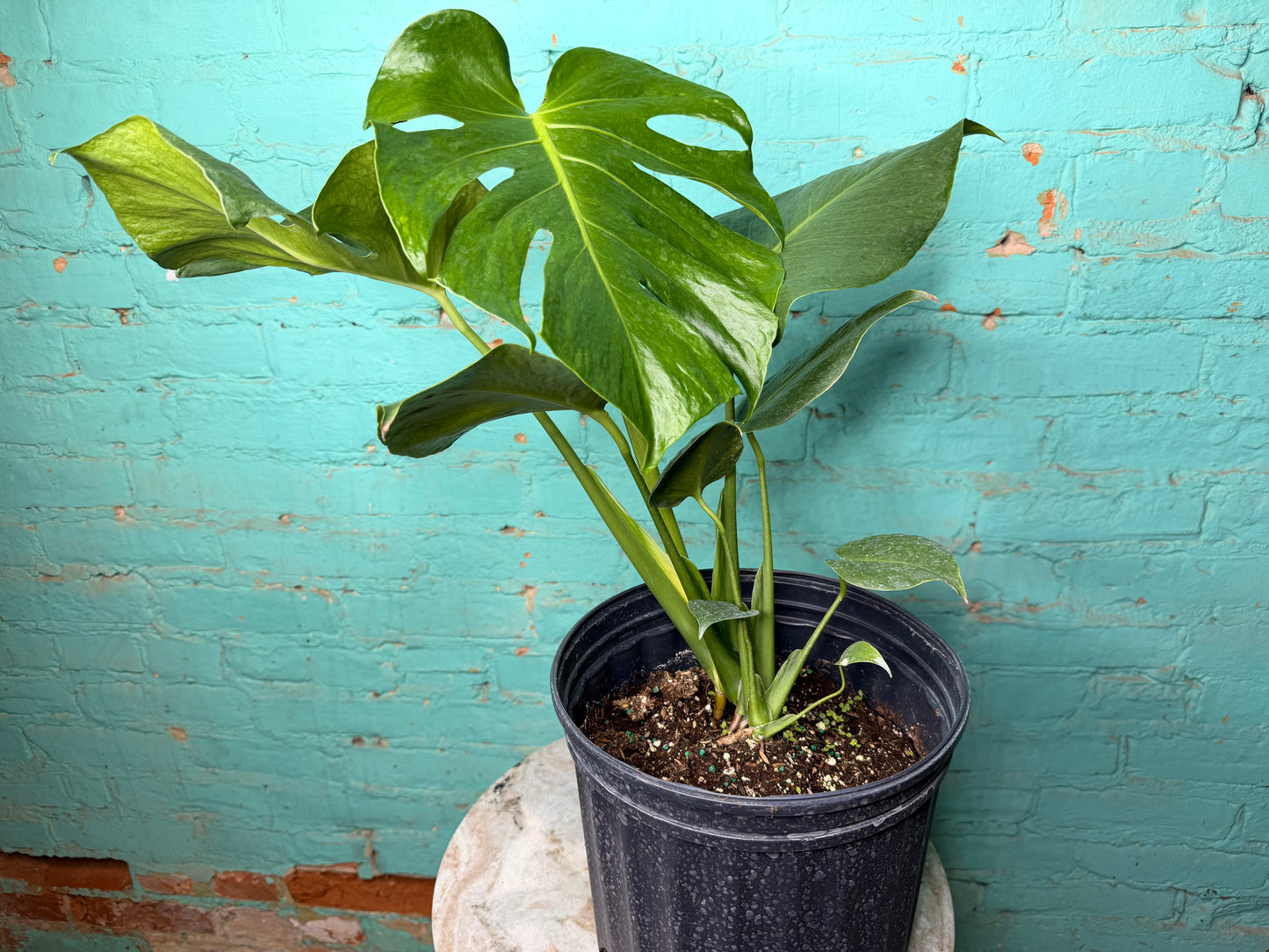 Monstera Green on Green 8”
