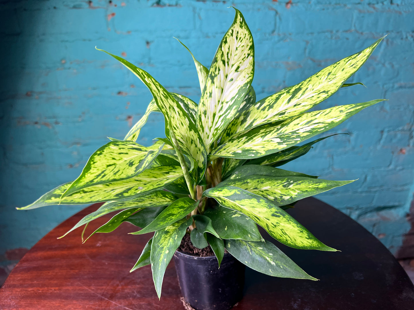 Dieffenbachia sparkle 4”
