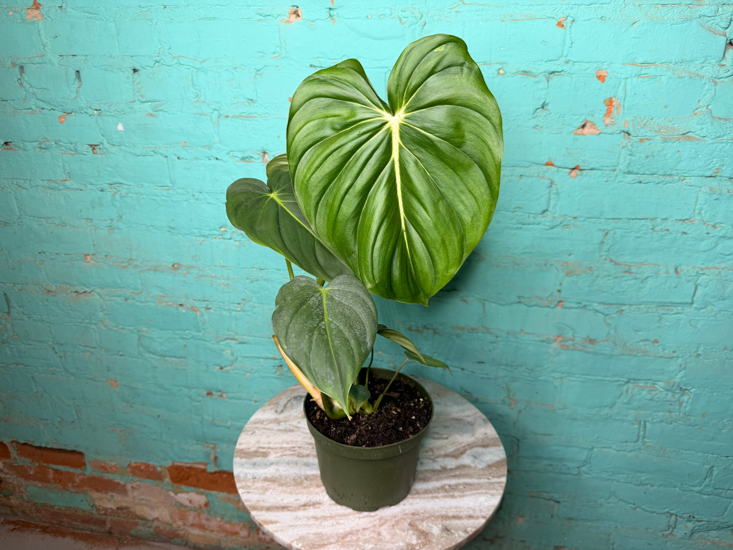 Philodendron McDowell 6”