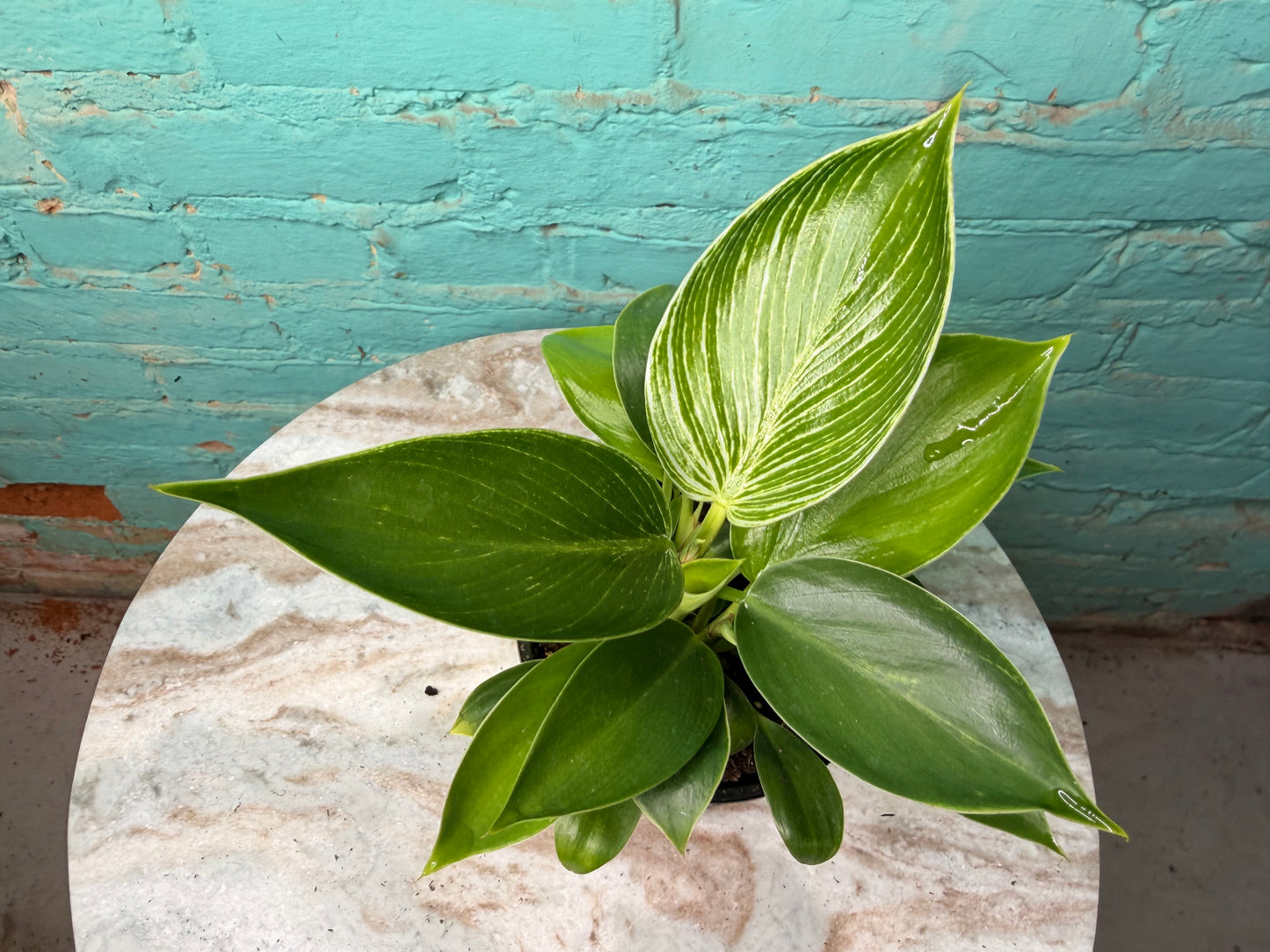 Philodendron Birkin 4”