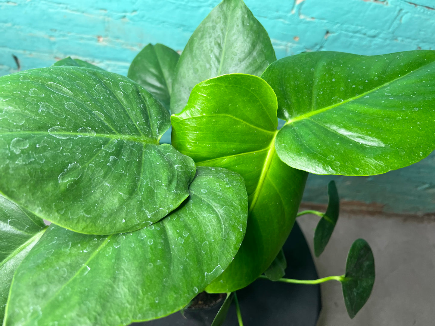 Monstera Deliciosa 6”