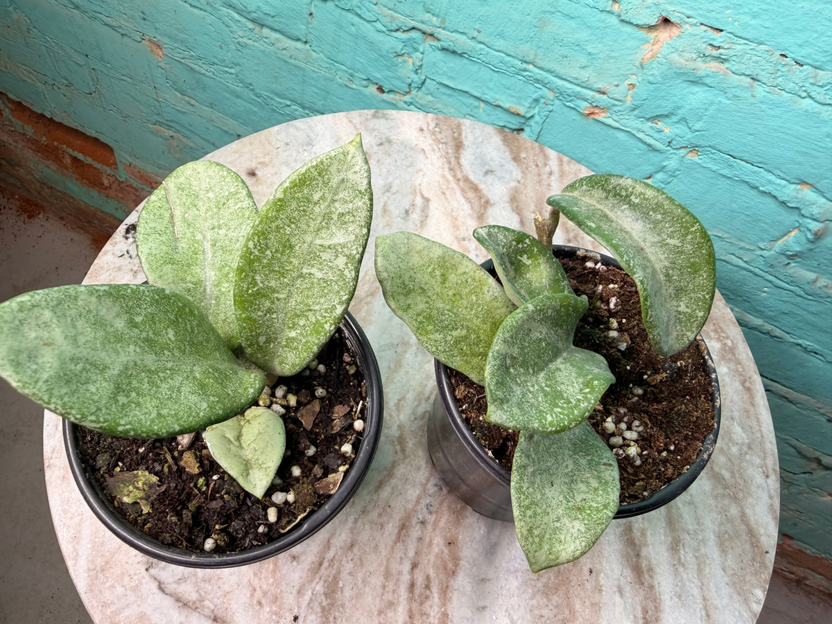 Hoya Nova Ghost 4”