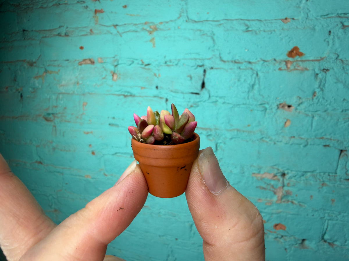 Succulent Thimble clay 1”