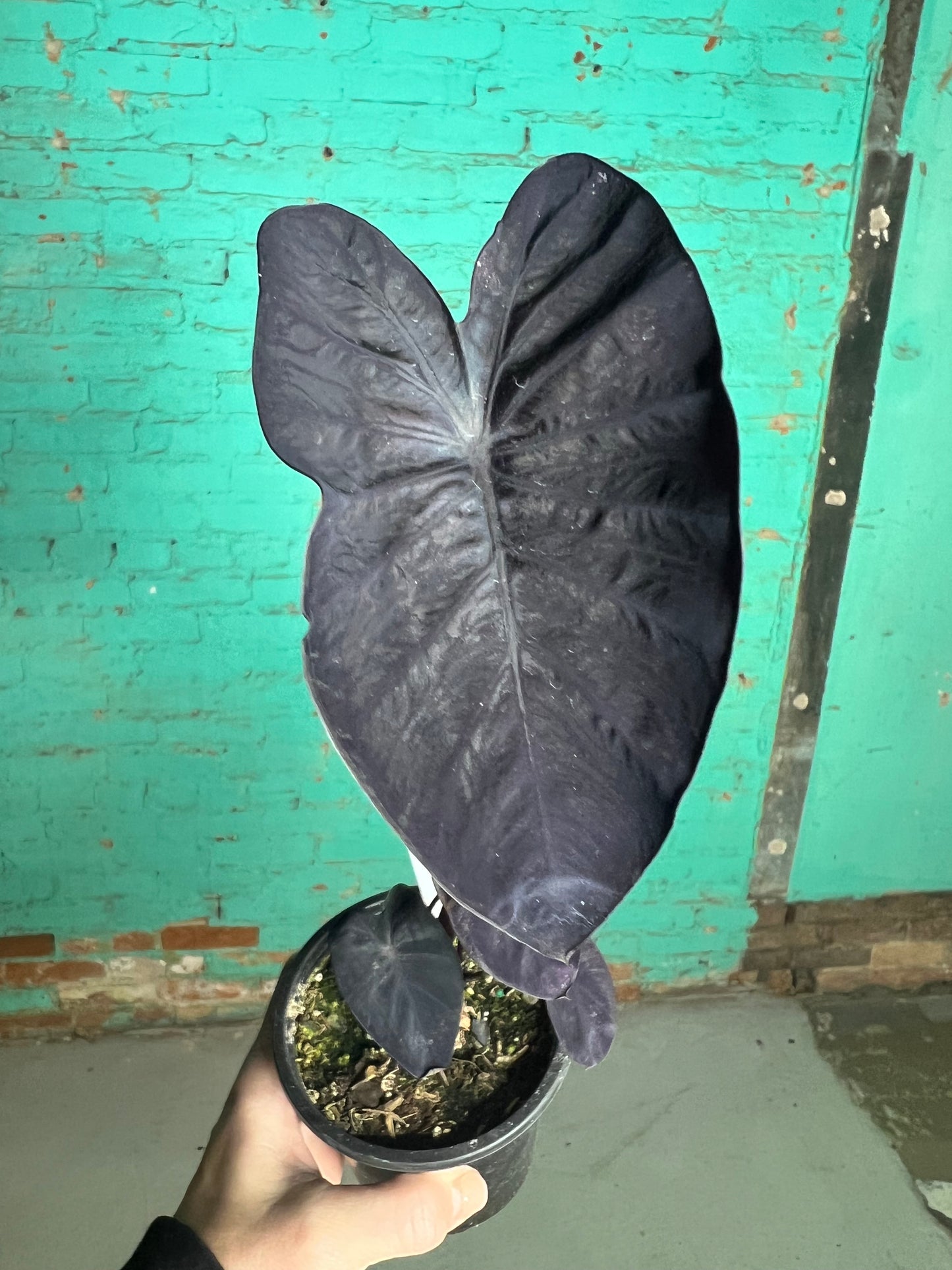 Alocasia Balck Sapphire Gecko 4”