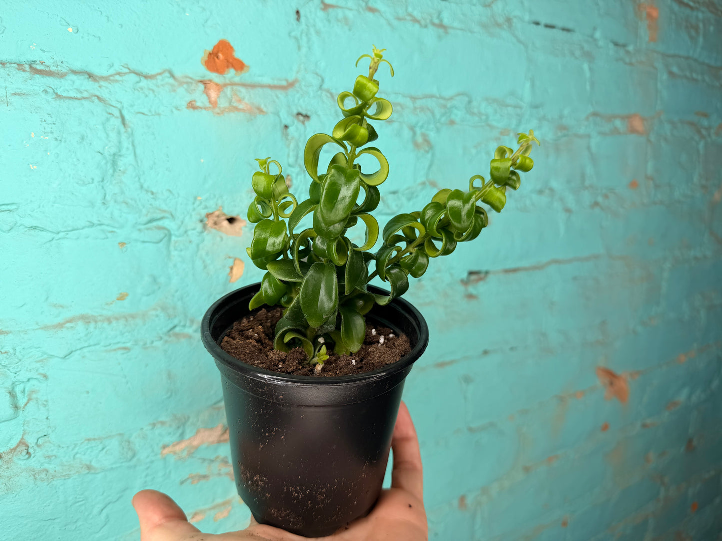 Lipstick Plant  Curly 4”
