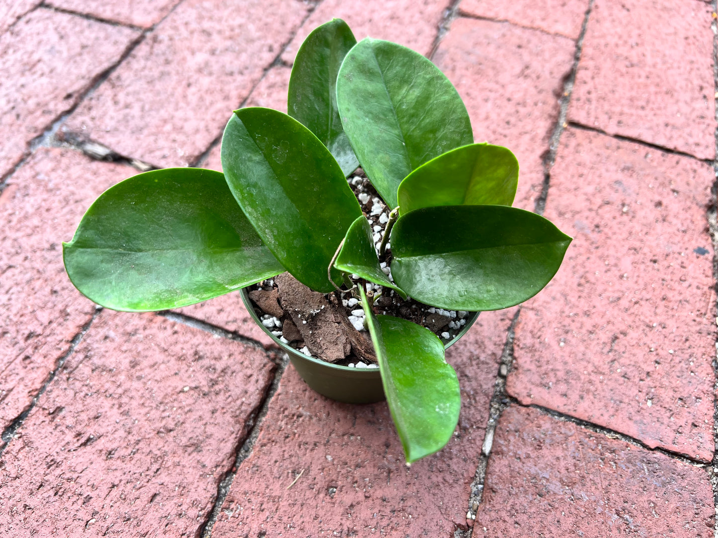 Hoya Australis