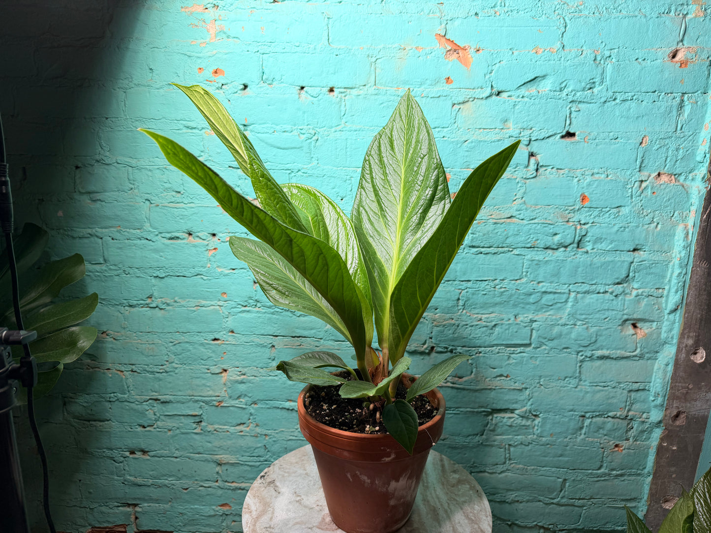 Anthurium Bonplandii Cobra- Bird Nest Anthurium 8” Clay