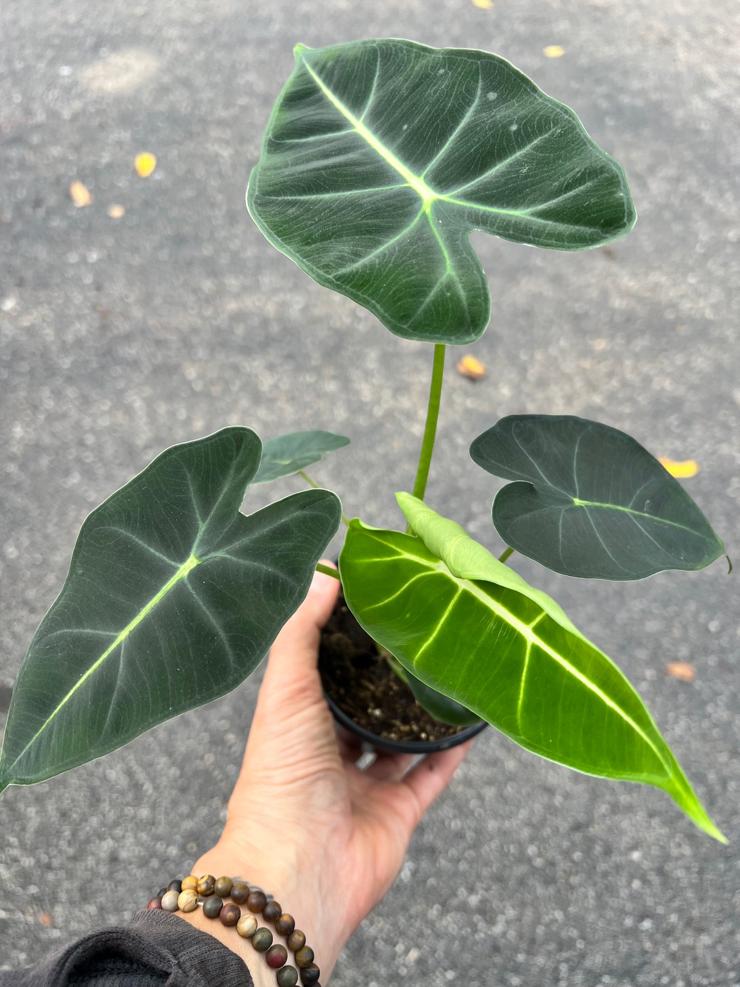 Alocasia Frydrek