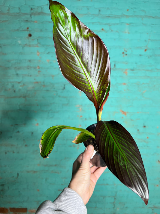 Ensete Mau 4” (Red Banana)