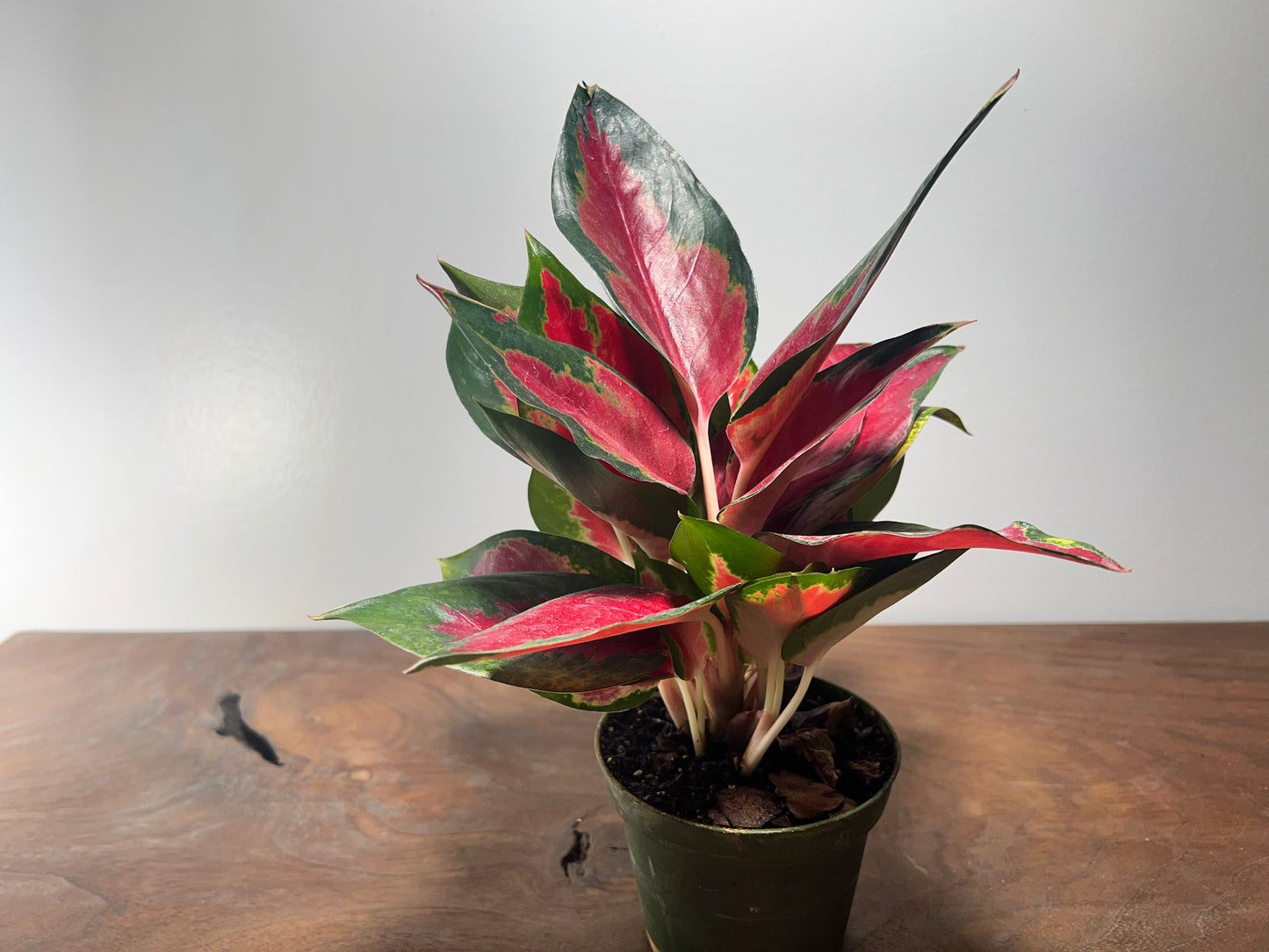 Aglaonema Star King  4”