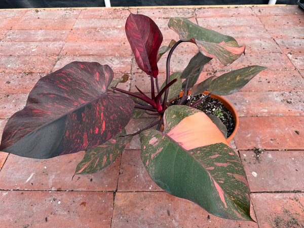 Philodendron Orange Princess 8”