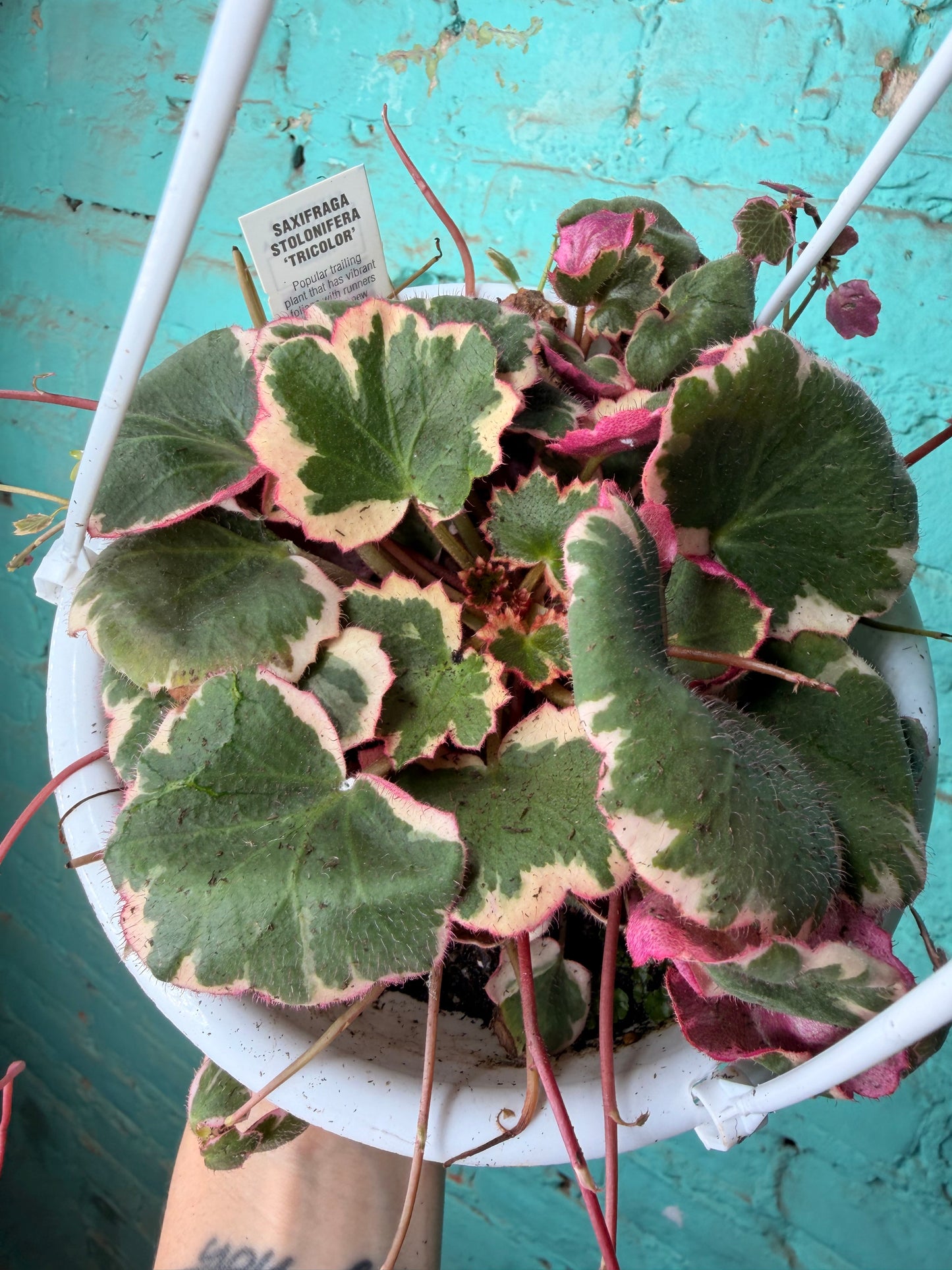 Begonia Strawberry Variegated Basket 6”