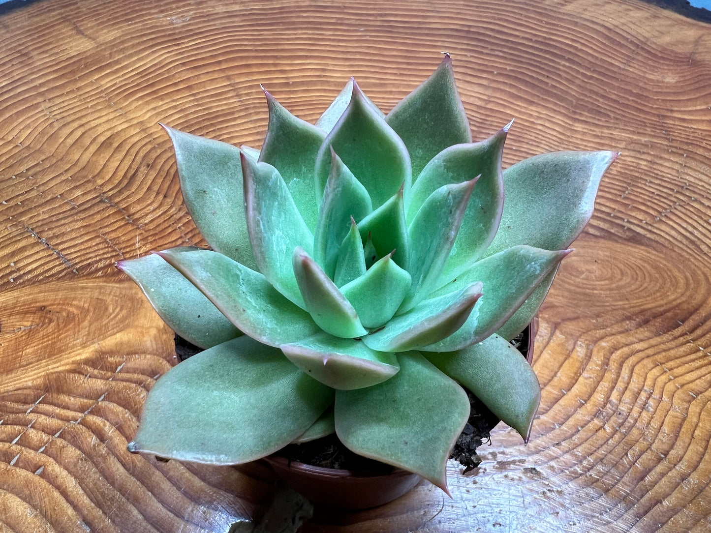 Echeveria-Molded Wax