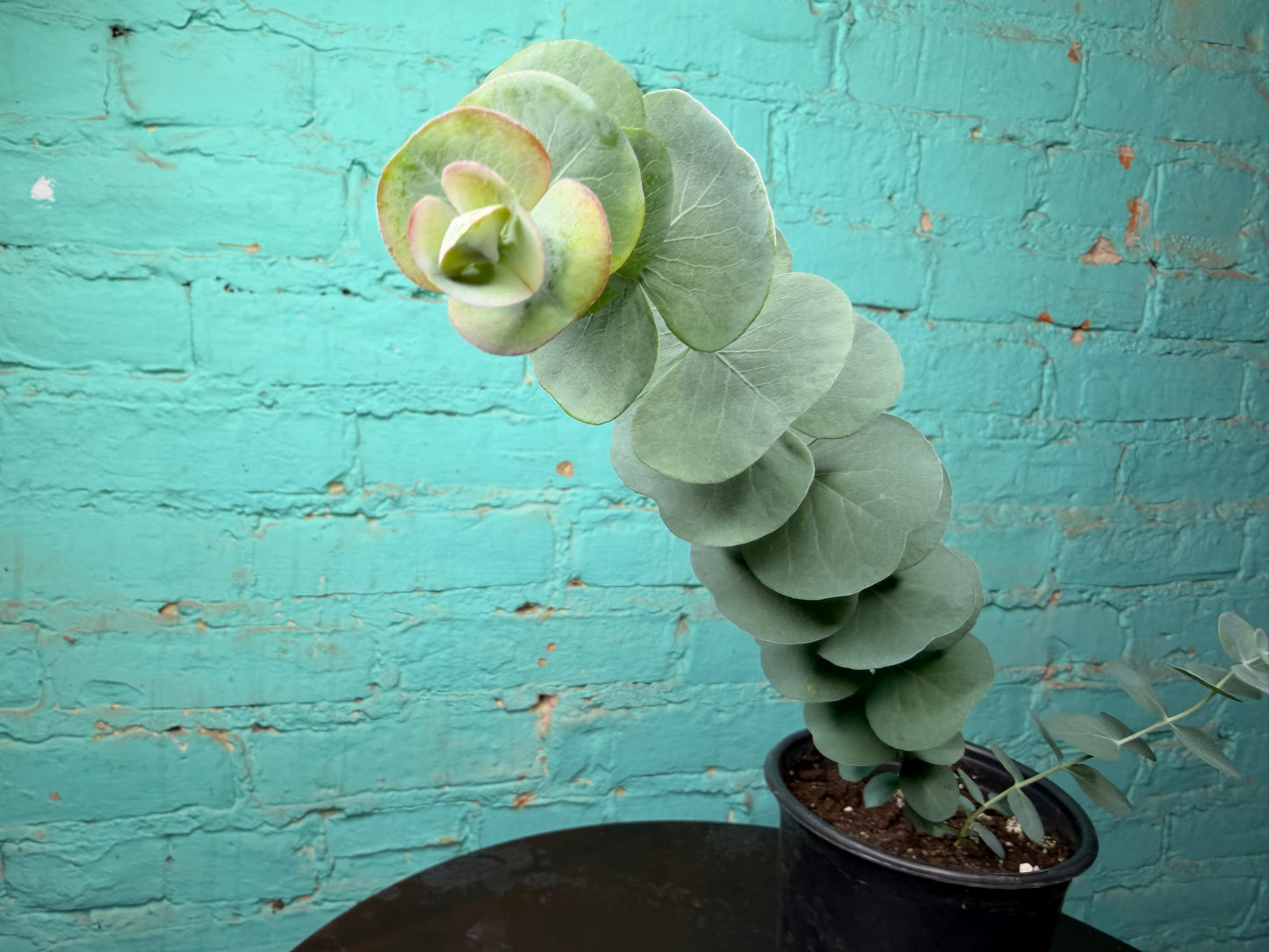 Eucalyptus Silver Dollar 4”