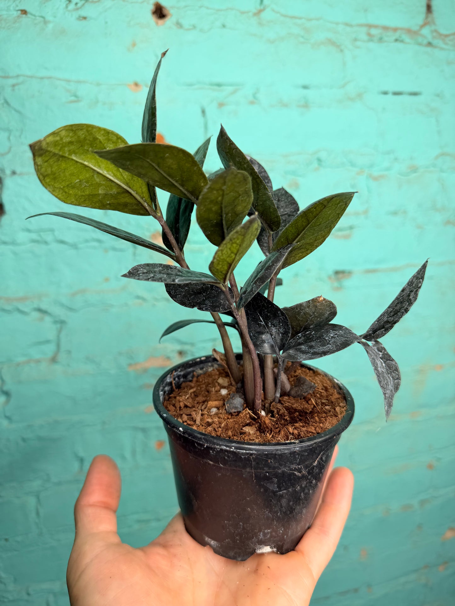 Zz plant- Raven 4”