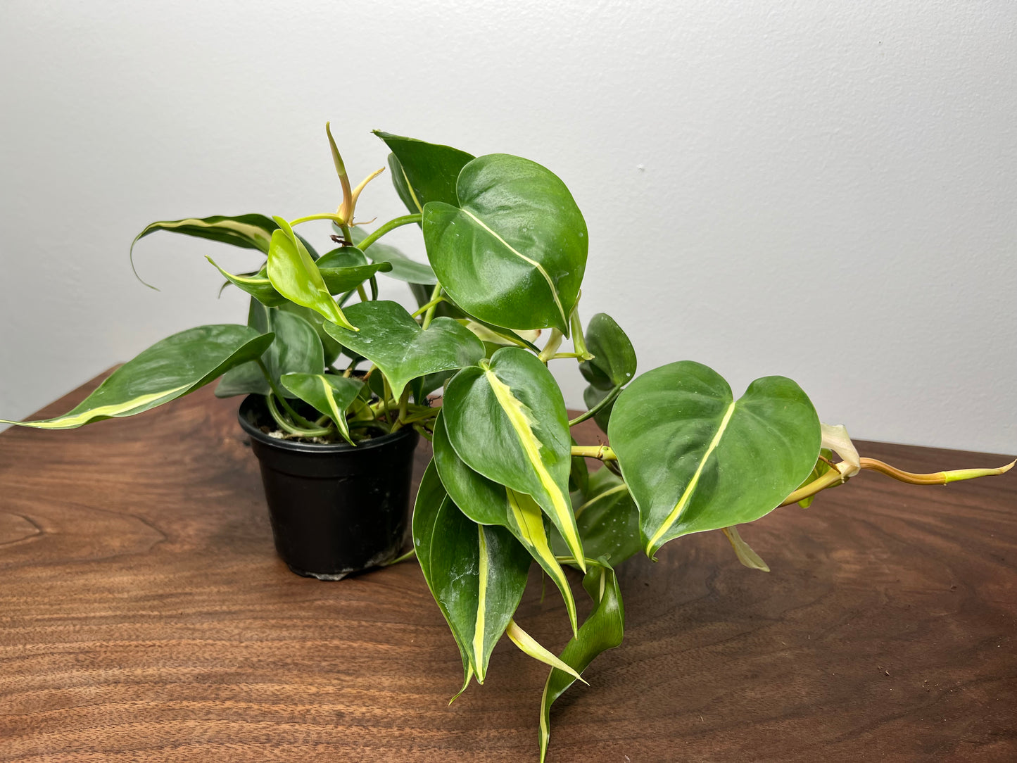 Philodendron Silver stripe