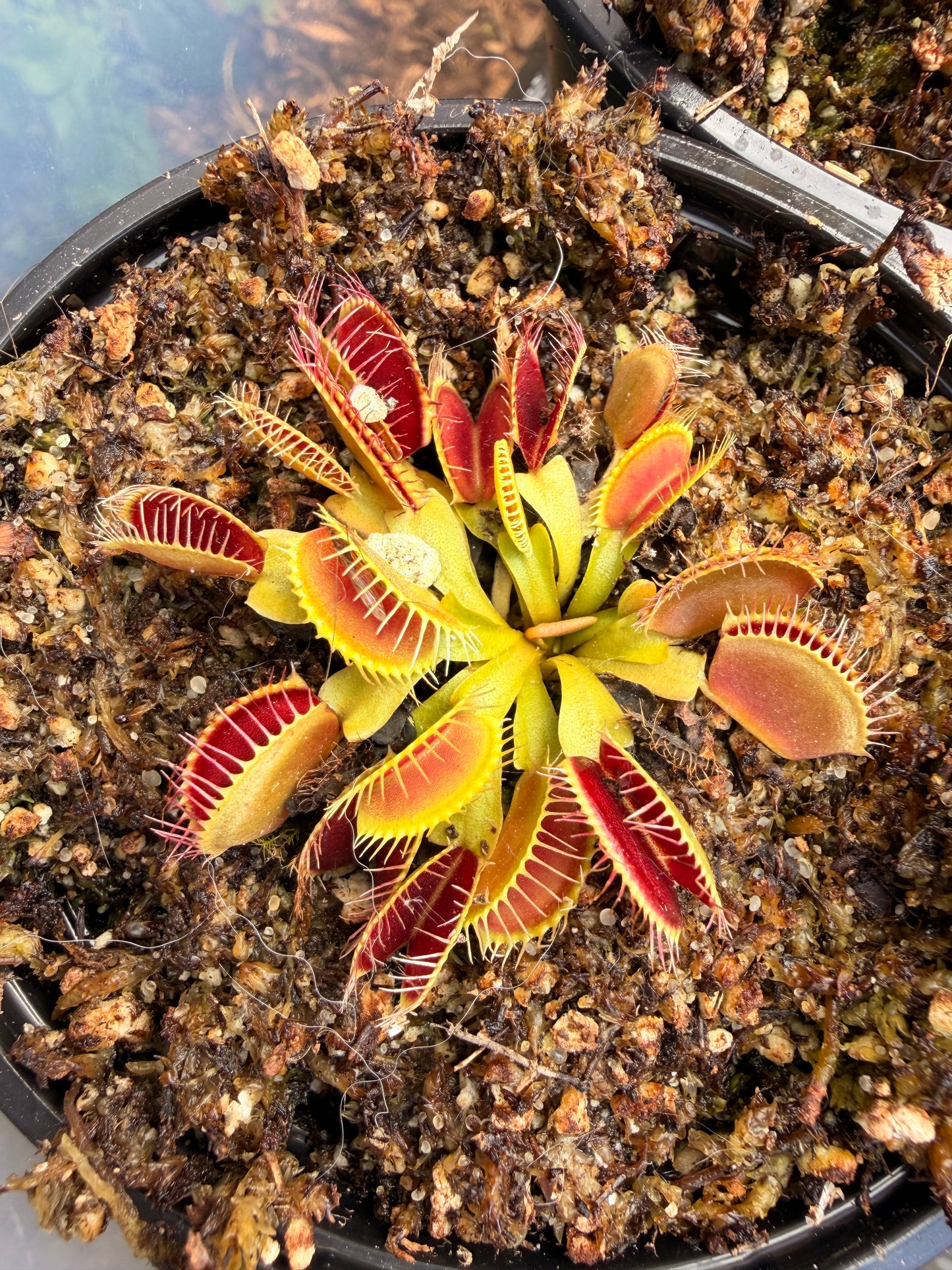 Dionaea ‘Big Mouth’ -Venus Fly Trap