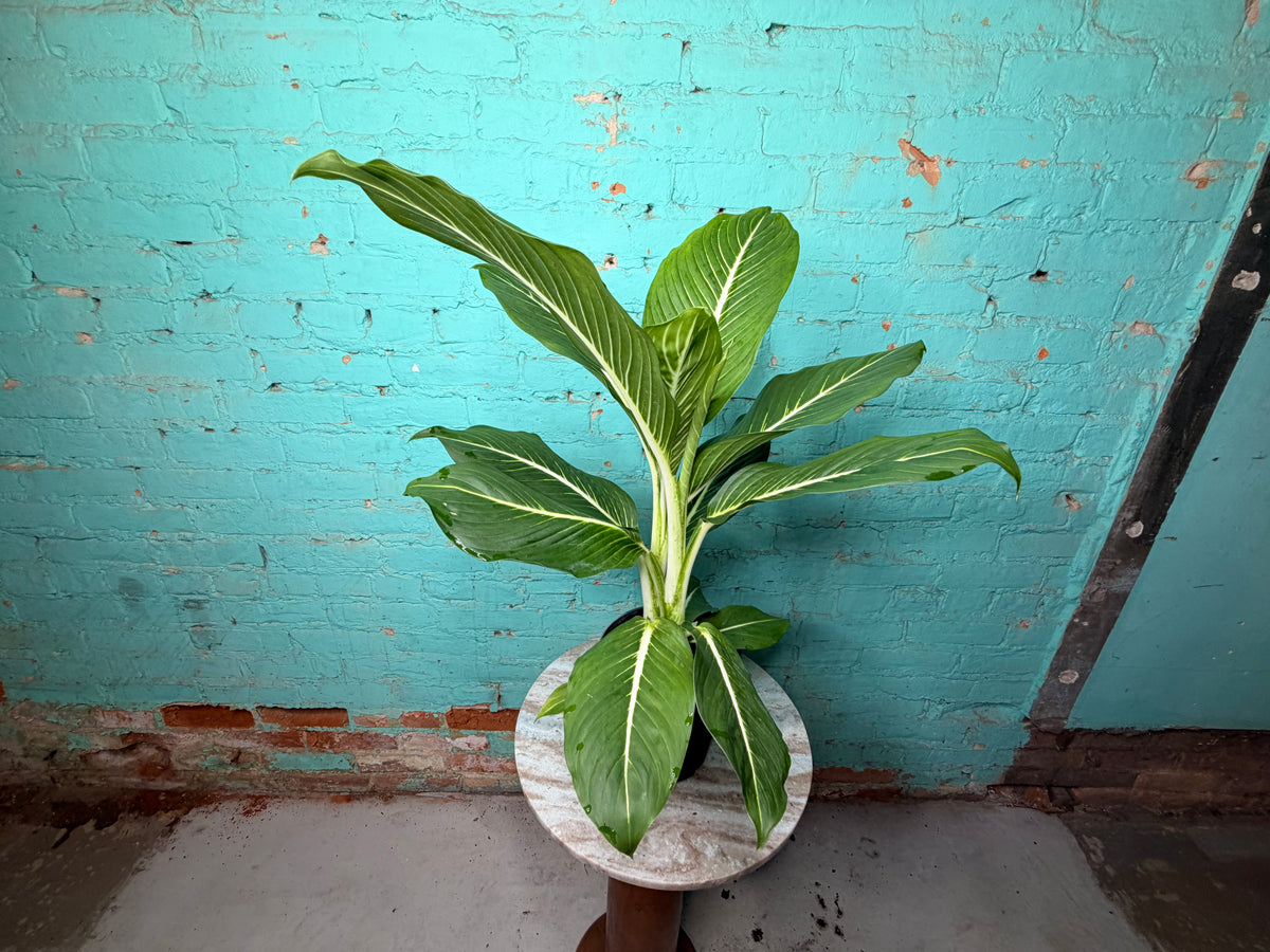 Dieffenbachia Sterling 6”