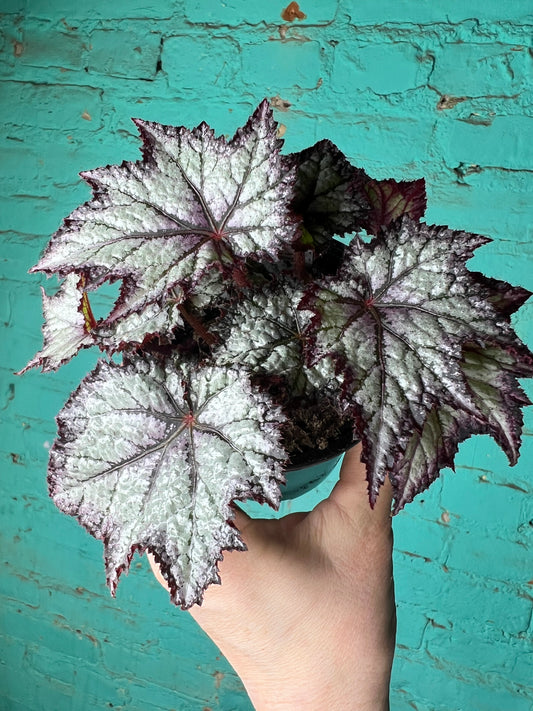 Begonia Rex “Bewitched Lavender”
