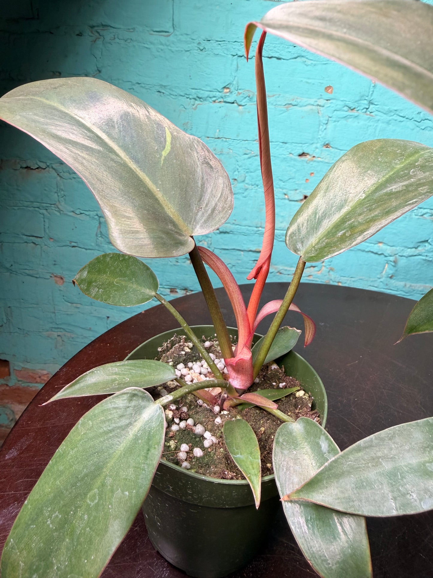 Philodendron ‘Florida Bronze’ 4”