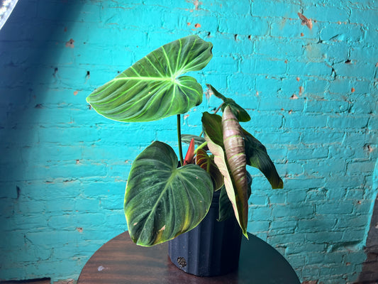 Philodendron El Choco Red 10”