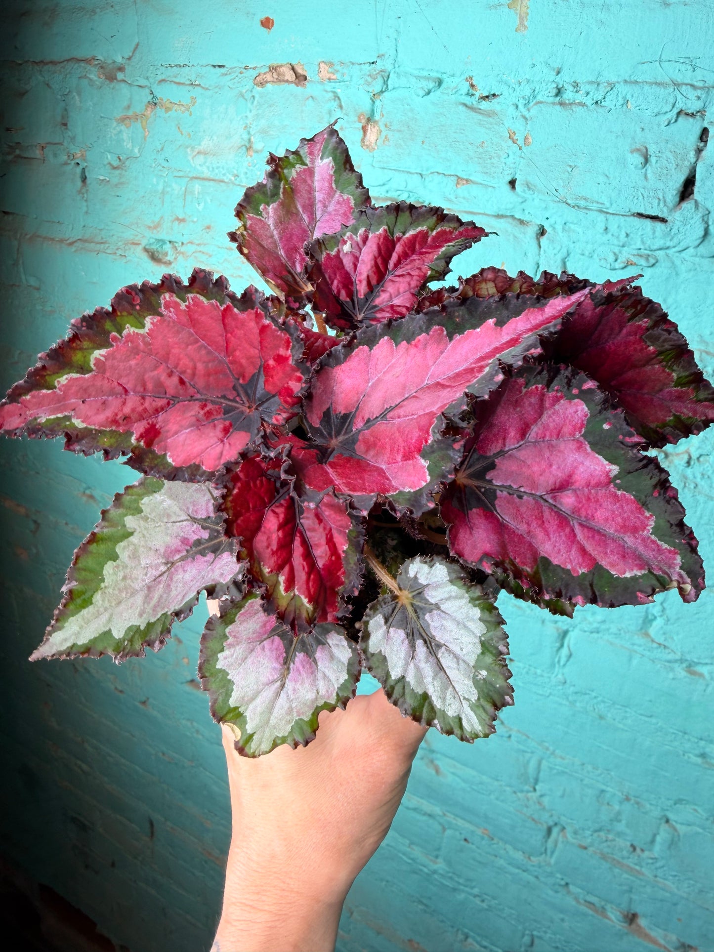 Begonia Rex 4”