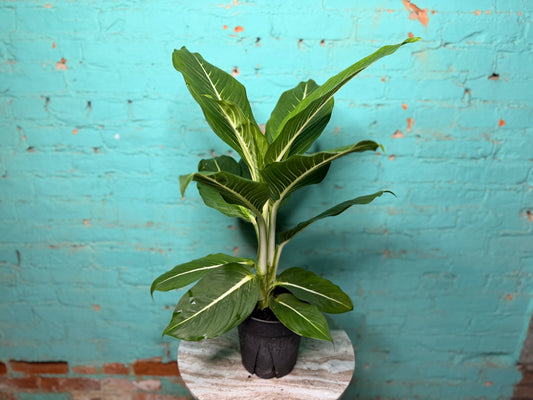 Dieffenbachia Sterling 6”