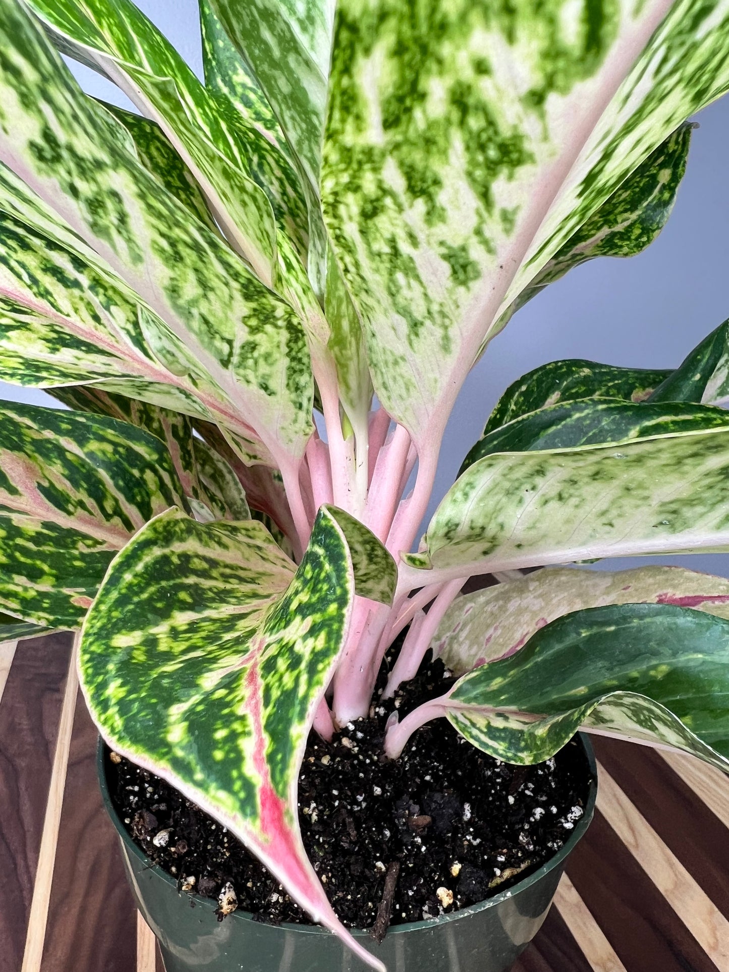 Aglaonema Pink 6”