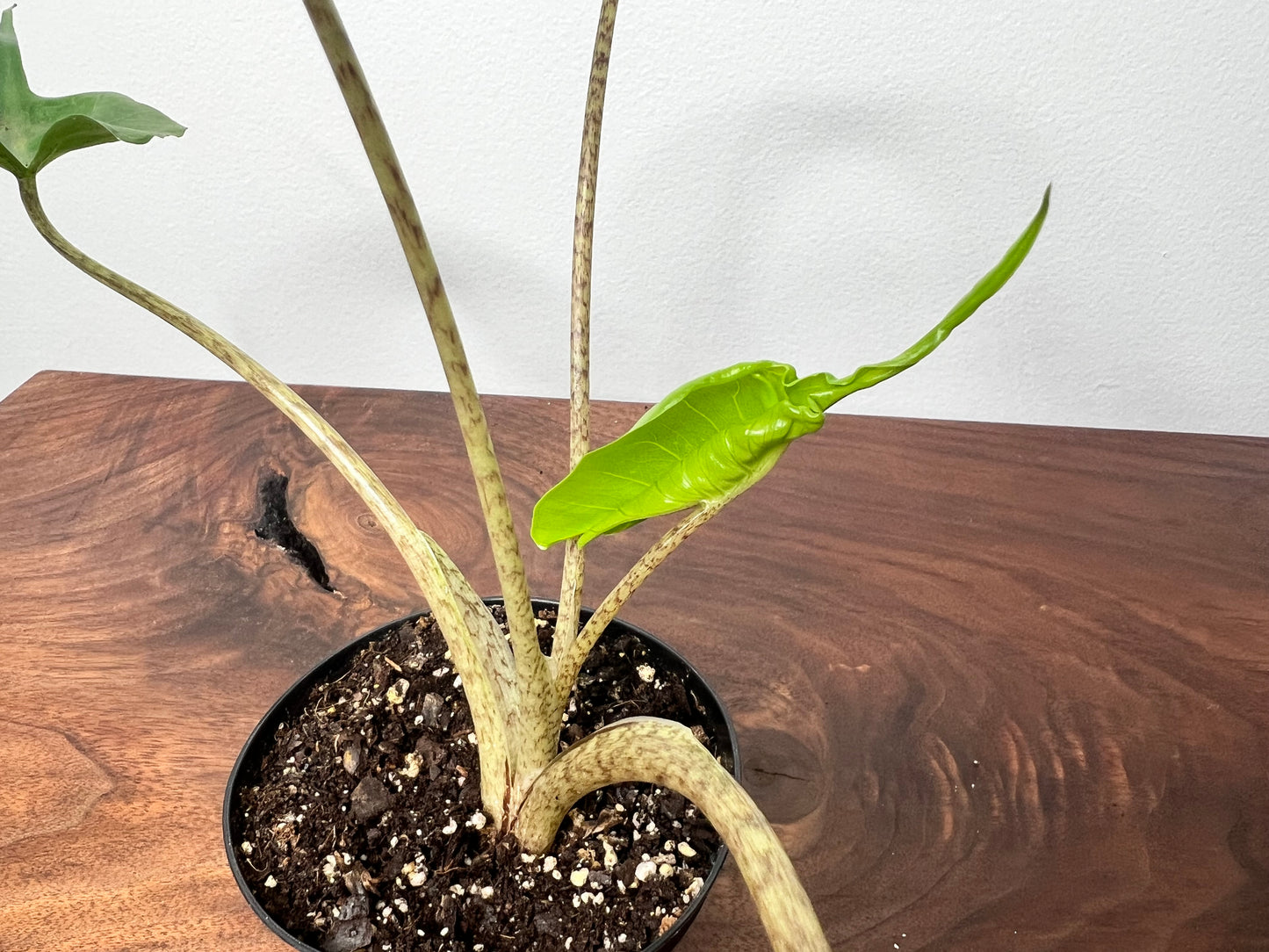 Alocasia Stingray