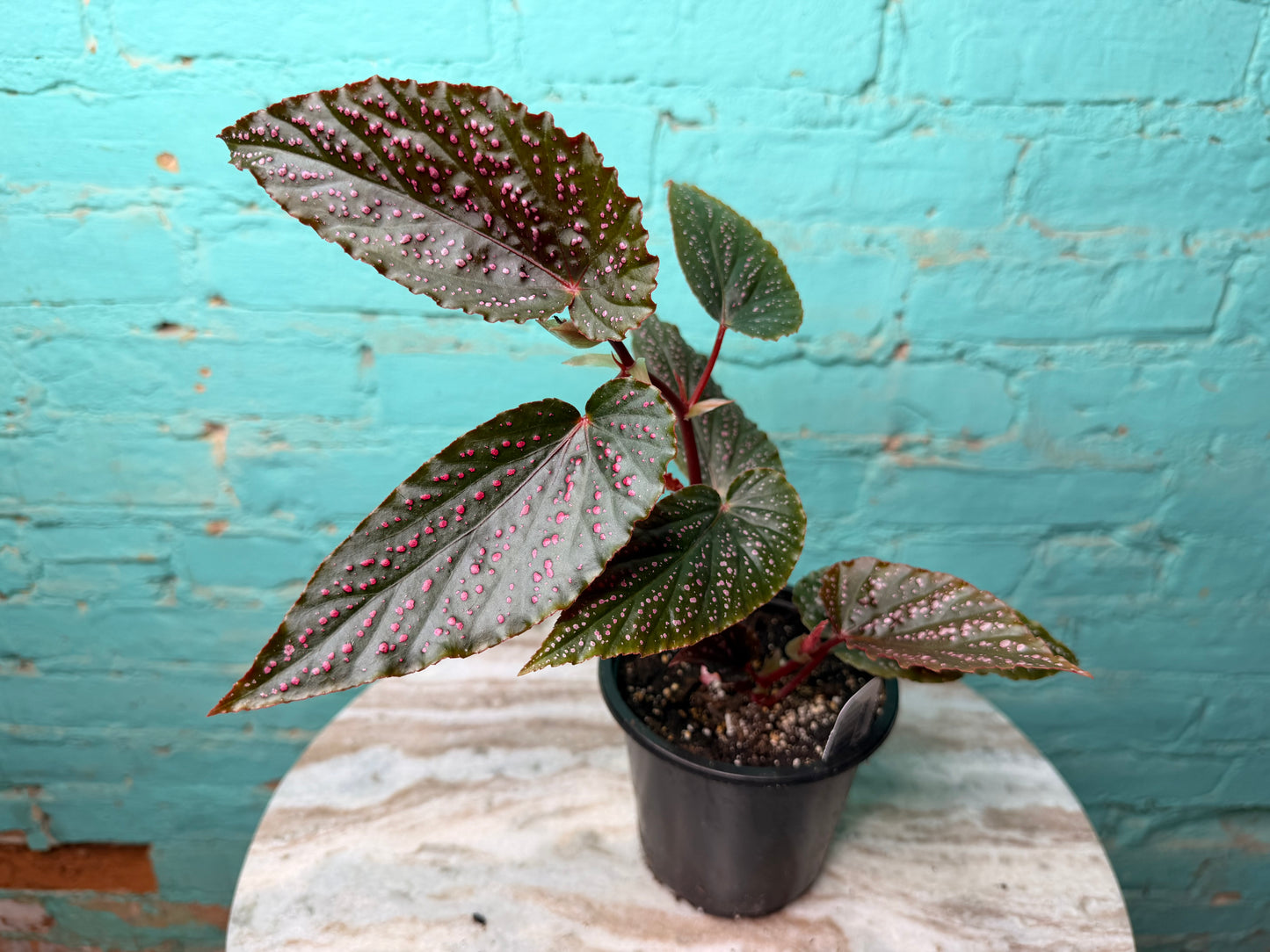 Begonia Maculata Pink (Polka Dot)
