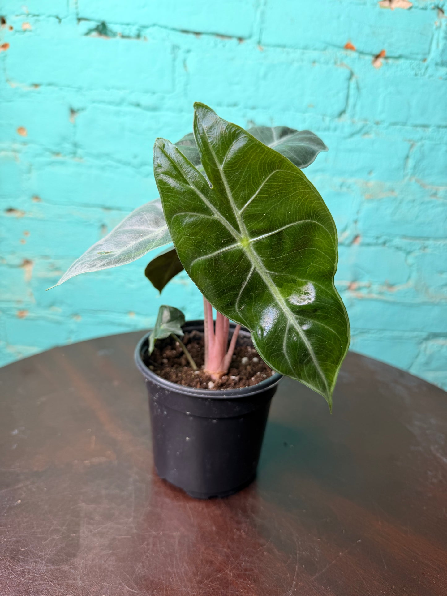 Alocasia Nairobi Nights 4”