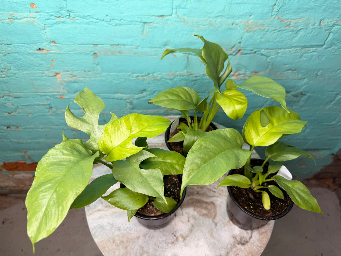 Rhaphidophora Tetrasperma ‘Mini Monstera 4”